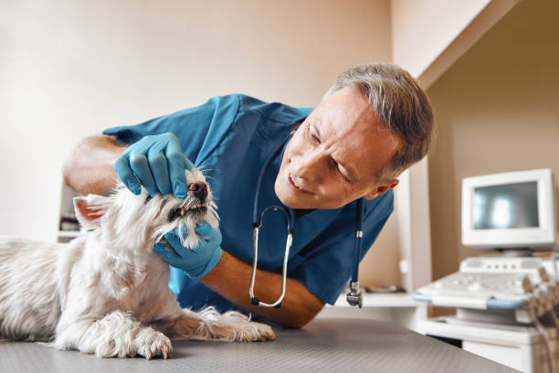 Best Emergency X-Rays and Diagnostics in Summitville, IN